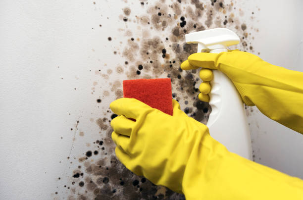 Best Residential Mold Remediation in River Ridge, LA