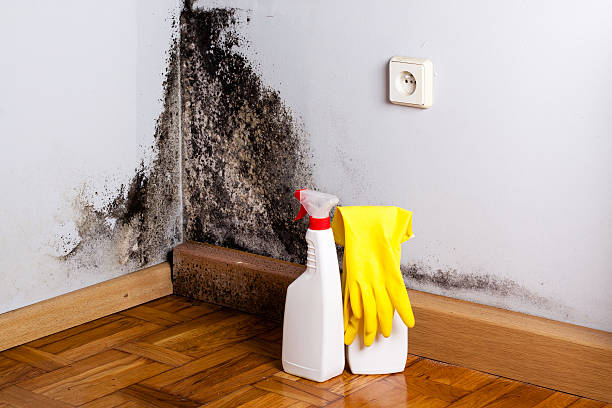 Best DIY Mold Remediation Support Services in River Ridge, LA