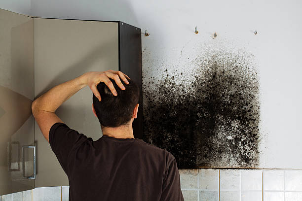 Best Attic Mold Remediation in River Ridge, LA