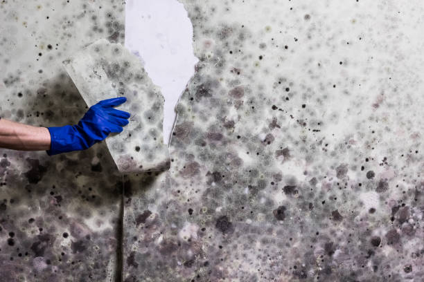 Best Post-Flood Mold Remediation in River Ridge, LA